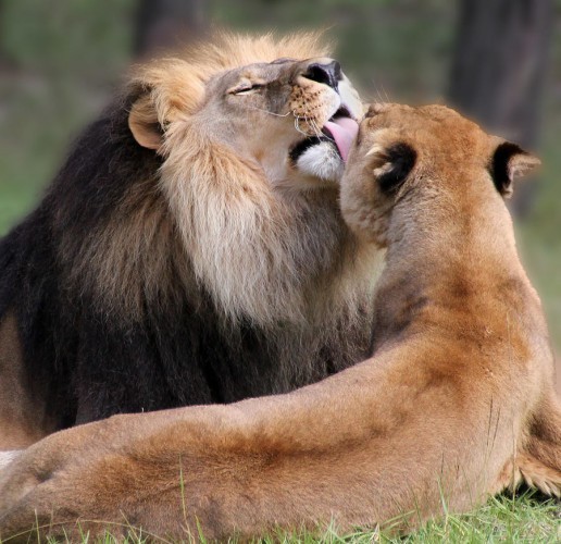 Create meme: lion and lioness love, lioness lion, my lion