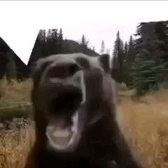 Create meme: grizzly bear angry, grizzly bear , bear in the taiga