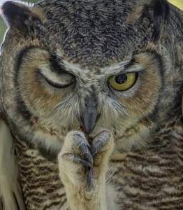 Create meme: long-eared owl, owl's head, owl
