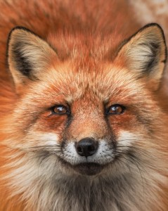 Create meme: Fox muzzle, Fox, muzzle Fox