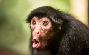 Create meme: monkey chimp, muzzle monkeys, macaque monkey