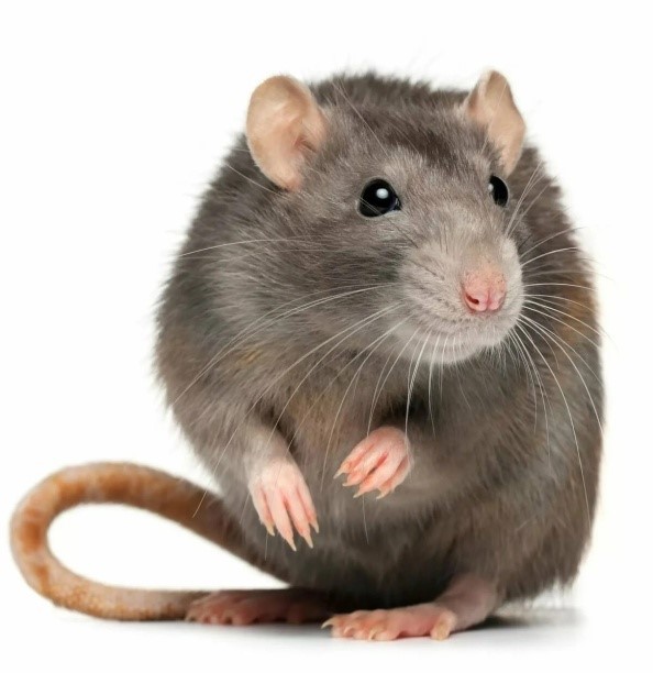 Create meme: grey rat on a white background, rat and mouse, rat on white background