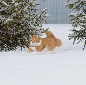 Создать мем: кот зимой, котики зимой, рыжий котик зимой