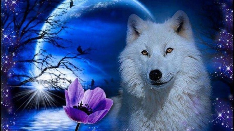 Create meme: wolves are beautiful, white wolves, Sparkling wolves