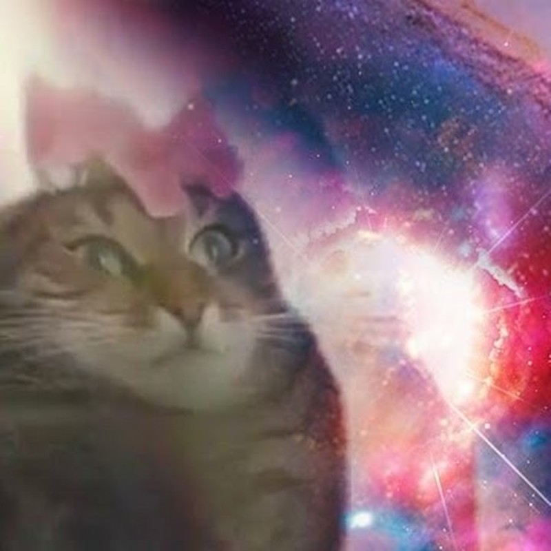 Create meme: space cat, The cat has known the universe, space cat