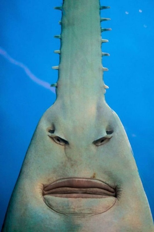 Create meme: skat piloryl, fish saw, saw - nosed stingrays