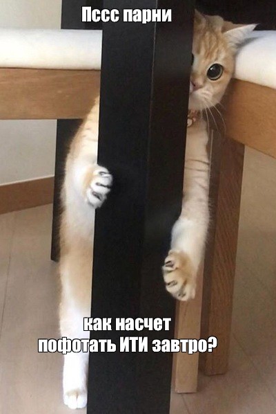 Белый кот на стуле мем