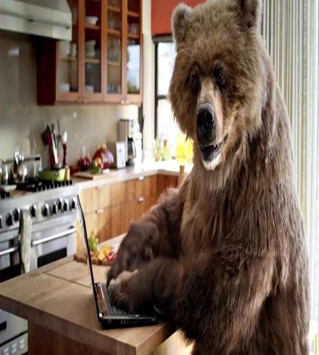 Создать мем: медведь медведь, медведь в квартире, медведь в доме