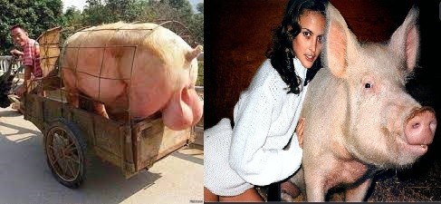Create meme: Landrace breed of pigs, pig , boar pig