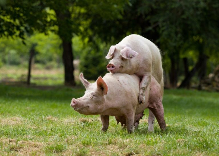 Create meme: pig breed Landrace, the pumped-up pig, mating pigs
