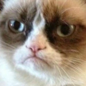 Create meme: tard, angry, mad cat