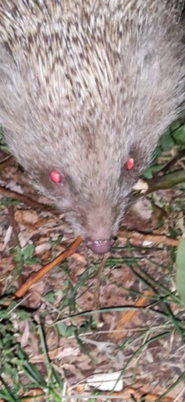 Create meme: crested porcupine, pimpla tree porcupine, porcupine tree