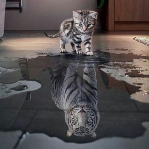 Create meme: the cat in the reflection of the tiger