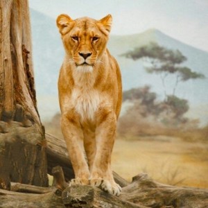 Создать мем: лев, животные лев, lioness