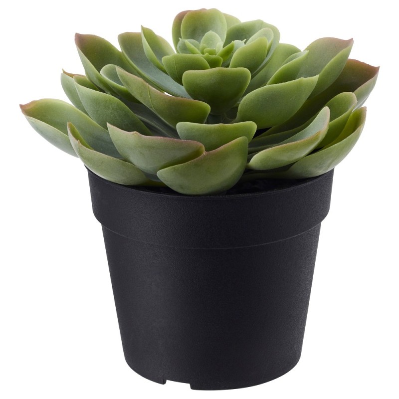 Create meme: succulents of echeveria, succulent, the echeveria plant