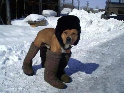 Create meme: a dog in felt boots, a dog in earflaps and felt boots, dog with earflaps