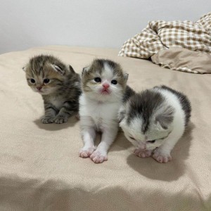 Create meme: Scottish fold cat, cute kittens, Scottish kittens