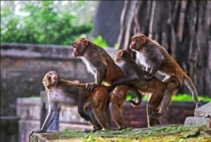 Создать мем: Группа админов хахахаха, man fuck monkey, семья обезьян