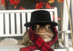 Create meme: cute frog, my respects