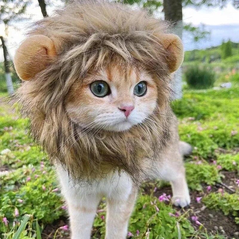 Create meme: The cat is the king of animals, a mane for a cat, cat 