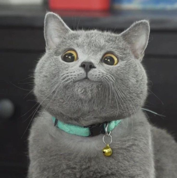 Create meme: cat , cats memes, funny grey cat