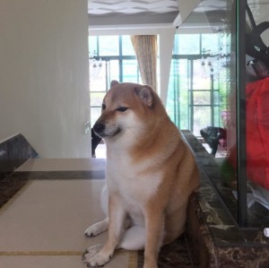 Create meme: akita dog, shiba, shiba inu dog