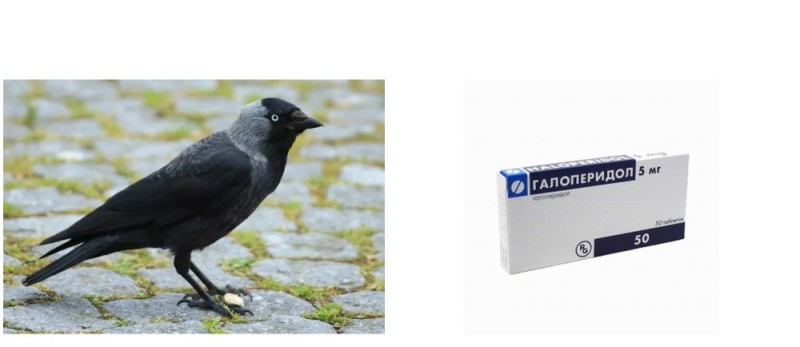 Create meme: jackdaw bird, jackdaw black bird, common jackdaw ‒ corvus monedula