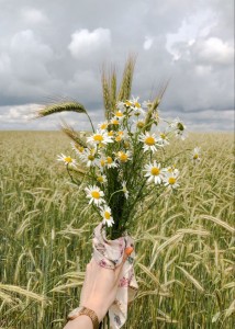 Create meme: wild flowers, Daisy flower, the flowers are beautiful