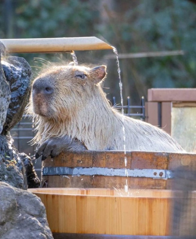 Create meme: capybara at the zoo, funny capybaras, capybara capybara