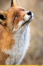 Create meme: pictures of the animal Fox, Fox muzzle, Fox face