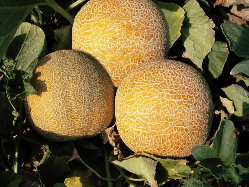 Create meme: melon varieties, melon collective farm seedlings, variety of melon kolkhoznitsa