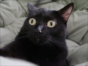 Create meme: signal lost cat, cat, cross-eyed black cat