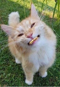 Создать мем: Кошка, смешной котик улыбается, коты смешные