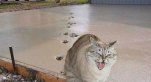 Создать мем: кот наследил на бетоне, приколы коты, кот юмор