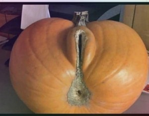 Create meme: pumpkin ordinary, pumpkin