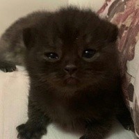 Create meme: Scottish fold kittens, kitty black, Scottish fold cat