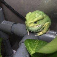 Создать мем: трубоёб виталий, зеленая жаба, трубоёб виталия