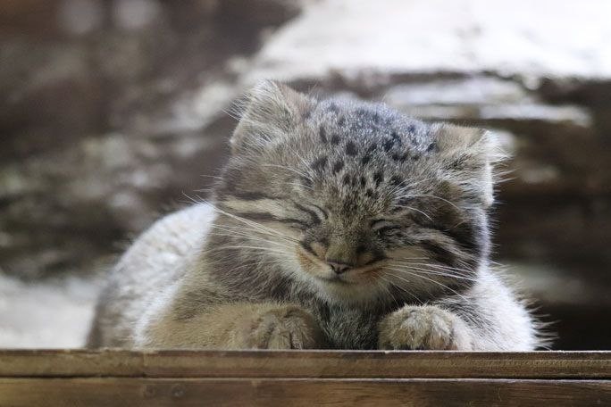 Create meme: wild cat manul, manul Novosibirsk zoo, manul 