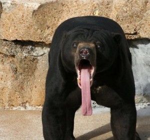 Create meme: Malayan sun bear, bear with a forked tongue., dog
