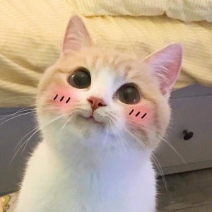Create meme: cute cats funny