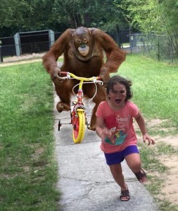 Create meme: monkey on a bike, monkey on bike rides for girl, people who say they listen to all genres