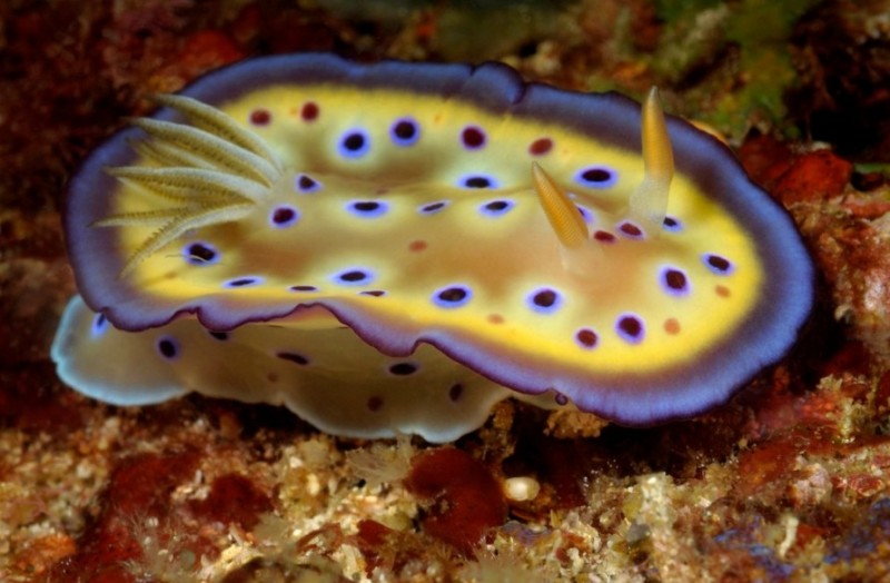 Create meme: sea slug, marine nudibranch, nudibranchs