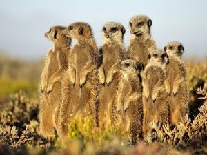 Create meme: meerkats , animal meerkat, a pack of meerkats