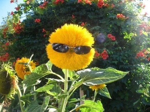 Create meme: sunflower with glasses, funny flowers, sunflower 