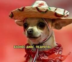 Create meme: buenos dias pedrilas, chihuahua in sombrero, Buenos dias pedrias