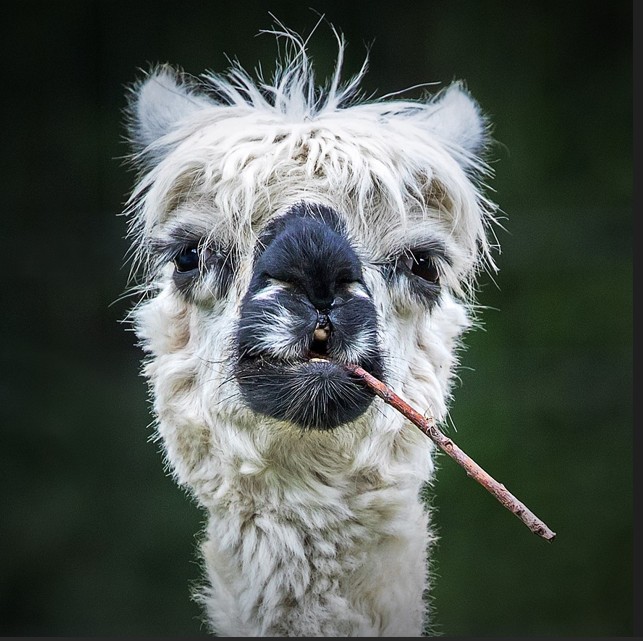 Create meme: Lama funny, the funniest pictures , alpaca