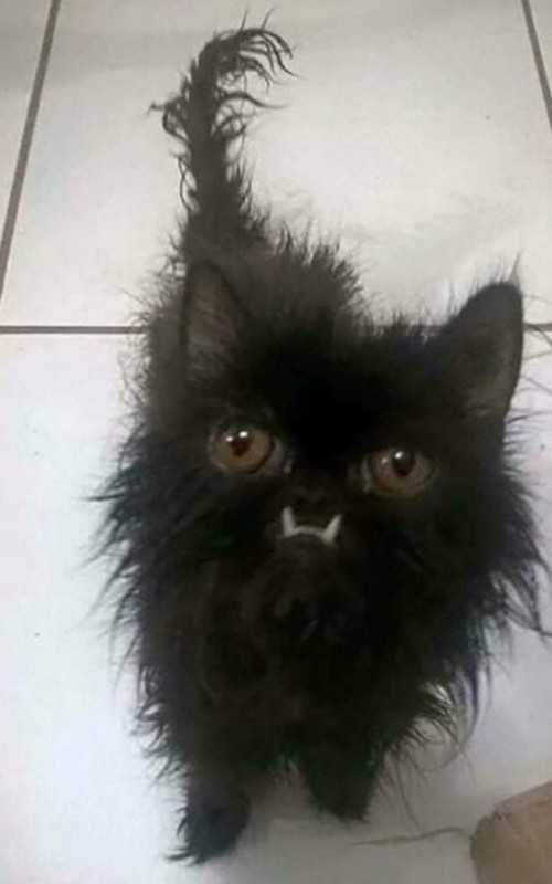 Create meme: a disheveled cat, cat black , funny disheveled cat