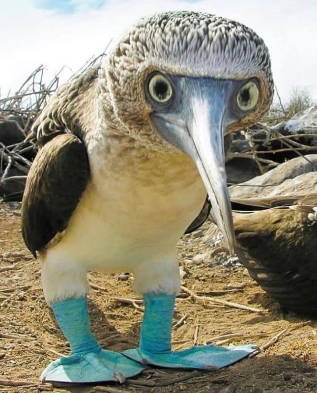 Create meme: Golovanova gannets , footed booby bird, The blue-footed booby bird