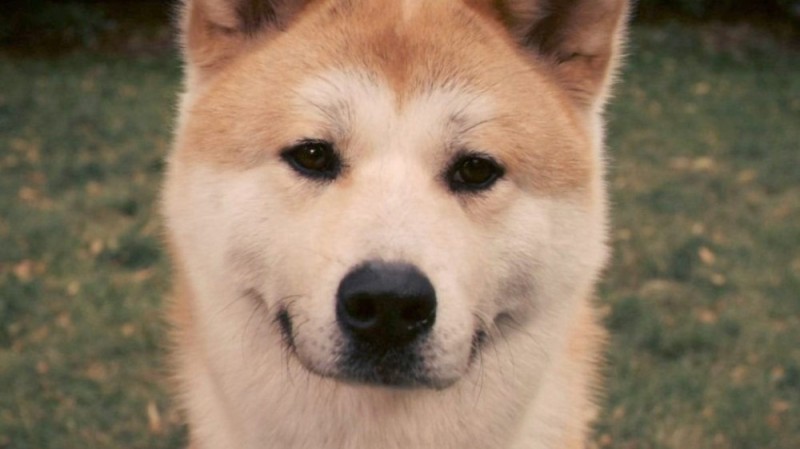 Create meme: hah , the breed is Hachiko, akita inu dog