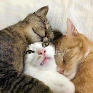 Create meme: embracing seals, hugging cats, cat hugs